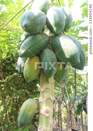 ripe papaya on tree in farm ripe papaya on tree in farm 134954140