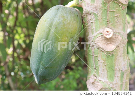 ripe papaya on tree in farm 134954141