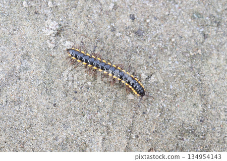 yellow-spotted millipede on field 134954143