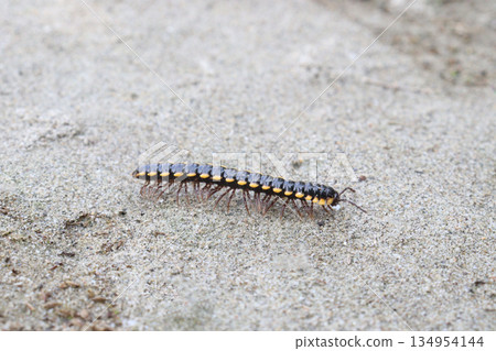 yellow-spotted millipede on field 134954144