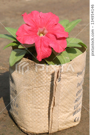 Petunia axillaris flower plant on pot Petunia axillaris flower plant on pot 134954146