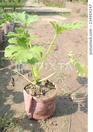 zucchini plant on farm for harvest zucchini plant on farm for harvest 134954147