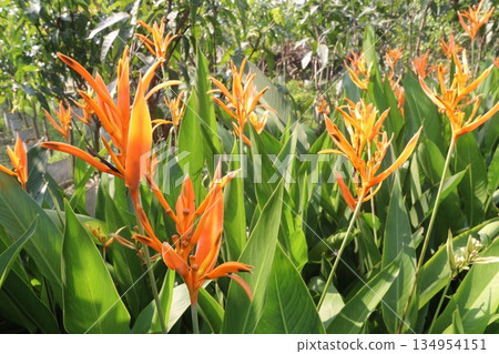 Heliconia Variegated flower plant on nursery Heliconia Variegated flower plant on nursery 134954151