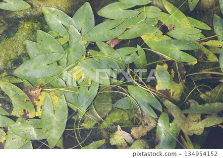 Nuphar japonica plant on water 134954152