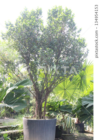 Weeping fig plant on nursery for sell 134954153