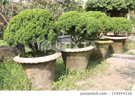 buxus sempervirens leaf plant on pot buxus sempervirens leaf plant on pot 134954158
