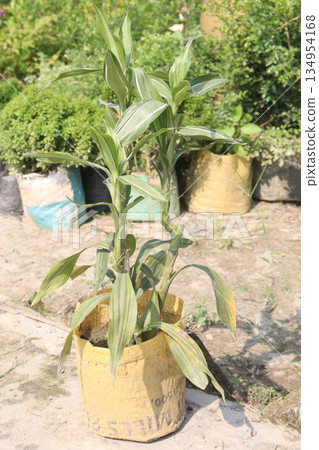 Lucky bamboo leaf plant on farm Lucky bamboo leaf plant on farm 134954168