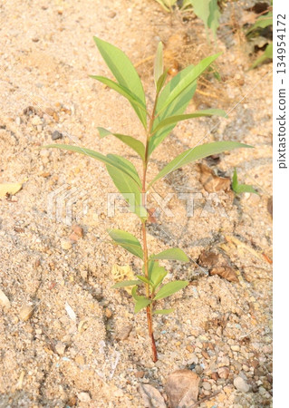 Syzygium polyanthum or Java Plum fruit plant 134954172