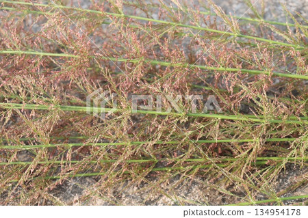 Agrostis stolonifera grass and flower plant 134954178
