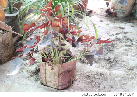 oxalis triangularis flower plant on bag in nursery oxalis triangularis flower plant on bag in nursery 134954197
