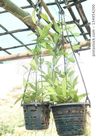 Hoya carnosa leaf plant on hanging pot in farm Hoya carnosa leaf plant on hanging pot in farm 134954200