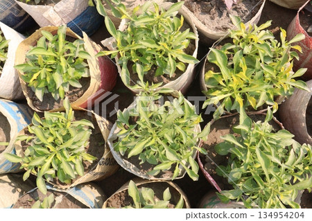Alternanthera Neon leaf plant on bag Alternanthera Neon leaf plant on bag 134954204