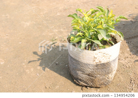 Alternanthera Neon leaf plant on bag Alternanthera Neon leaf plant on bag 134954206