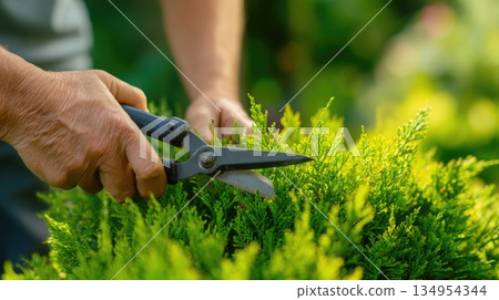 Gardener Trimming Green Bush with Pruning Shears in Sunlight 134954344