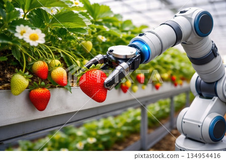 Advanced robotic arm harvesting ripe strawberries in modern greenhouse agriculture 134954416