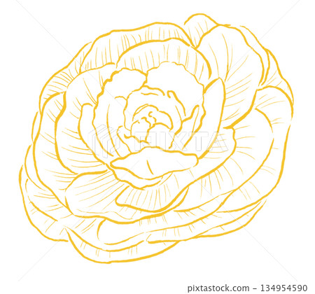 Yellow line drawing of peony leaves Yellow line drawing of peony leaves 134954590