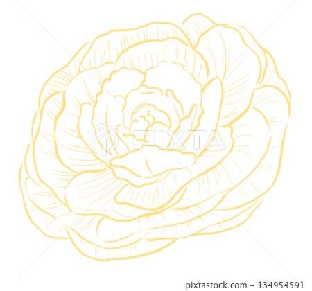 Yellow line drawing of peony leaves Yellow line drawing of peony leaves 134954591