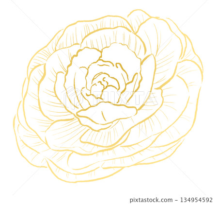 Yellow line drawing of peony leaves Yellow line drawing of peony leaves 134954592