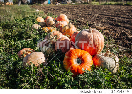 Pumpkins growing in field ready for harvest at farm Pumpkins growing in field ready for harvest at farm 134954859
