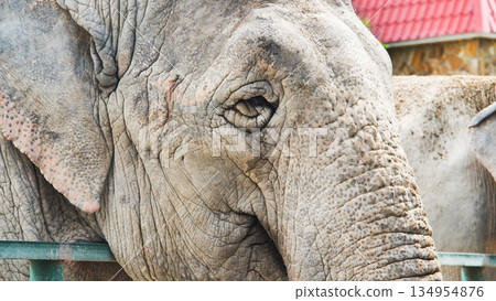 Portrait of an elephant showing wrinkles and eye in a zoo Portrait of an elephant showing wrinkles and eye in a zoo 134954876