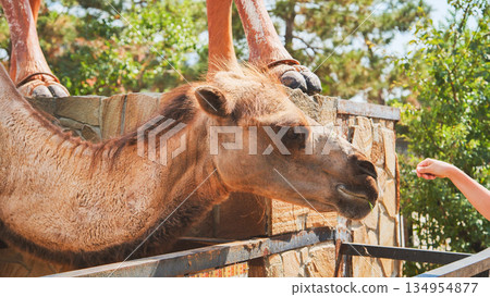 Camel eating grass from hand in zoo 134954877