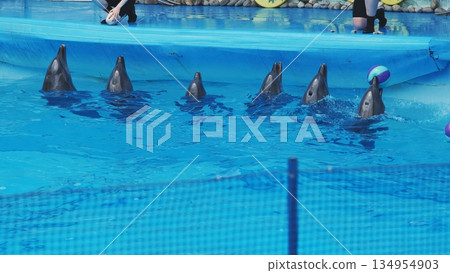 Group of dolphins swimming in a blue water pool during a show, surfacing to breathe and play Group of dolphins swimming in a blue water pool during a show, surfacing to breathe and play 134954903