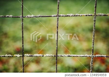 Close-up of rusty wire mesh fence covered with lichen and moss 134954959