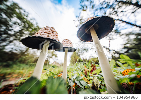 Mushrooms growing in the grass under blue sky 134954960