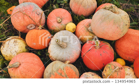 Colorful pumpkins laying on the grass in autumn Colorful pumpkins laying on the grass in autumn 134954965