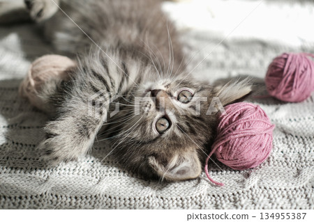 Playful tabby kitten lies on knitted blanket with balls of yarn 134955387