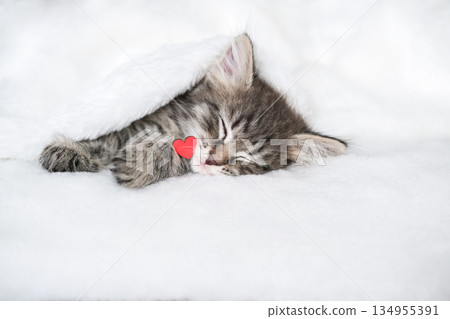 Cute tabby kitten is sleeping under blanket with small red heart resting near its nose Cute tabby kitten is sleeping under blanket with small red heart resting near its nose 134955391