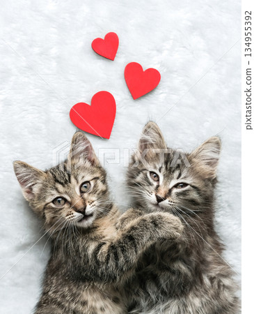 Two adorable tabby kittens lie cuddled together on soft white blanket with three red hearts above them symbolizing love and affection 134955392