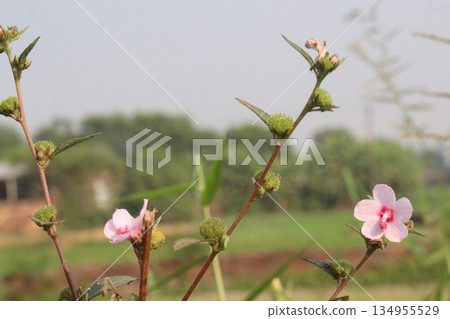Urena lobata flower plant on field 134955529