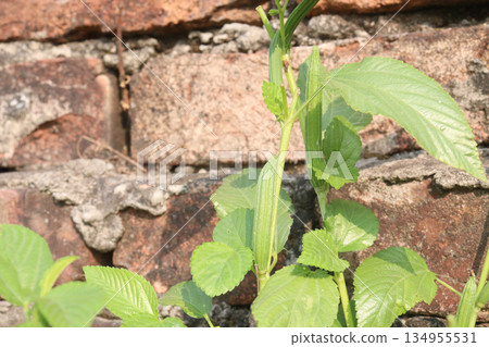 jute bud on tree in farm jute bud on tree in farm 134955531