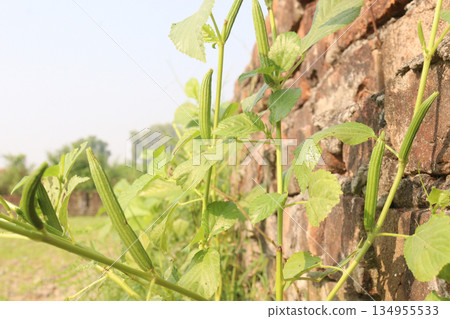 jute bud on tree in farm jute bud on tree in farm 134955533