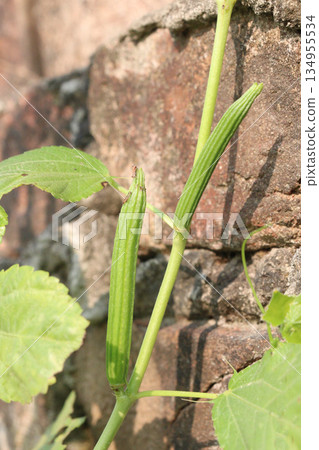 jute bud on tree in farm jute bud on tree in farm 134955534