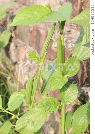 jute bud on tree in farm jute bud on tree in farm 134955535