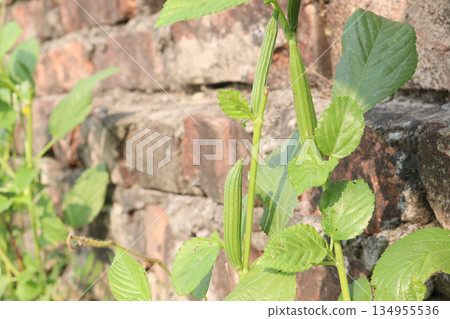 jute bud on tree in farm 134955536