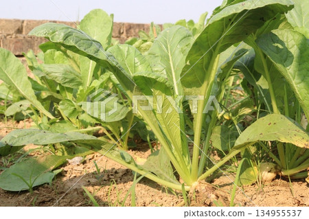 radish farm on field for harvest radish farm on field for harvest 134955537