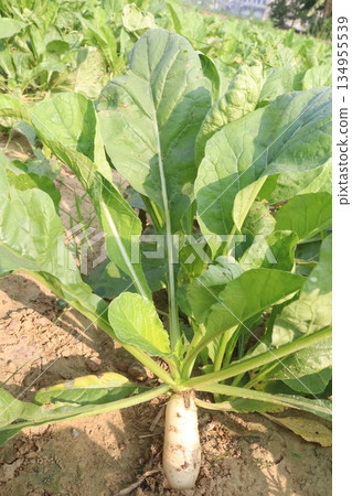radish farm on field for harvest 134955539