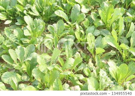 radish farm on field for harvest 134955540