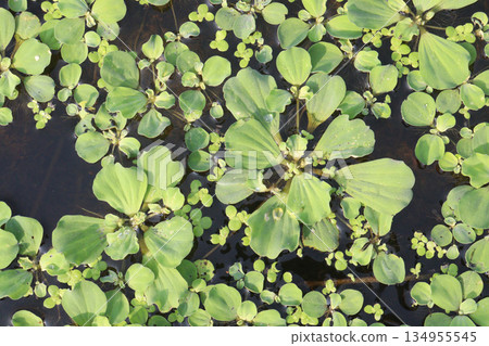 water lettuce leaf plant on pot 134955545