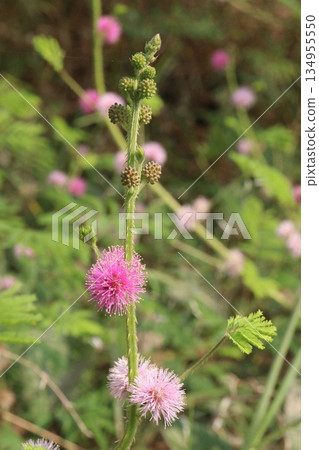Shameplant medicinal plant on forest 134955550