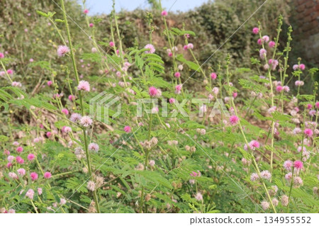 Shameplant medicinal plant on forest Shameplant medicinal plant on forest 134955552