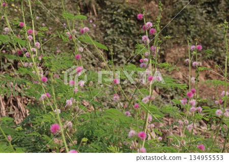 Shameplant medicinal plant on forest 134955553