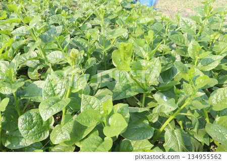 Malabar spinach on farm for harvesting Malabar spinach on farm for harvesting 134955562