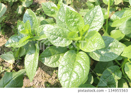Malabar spinach on farm for harvesting 134955563