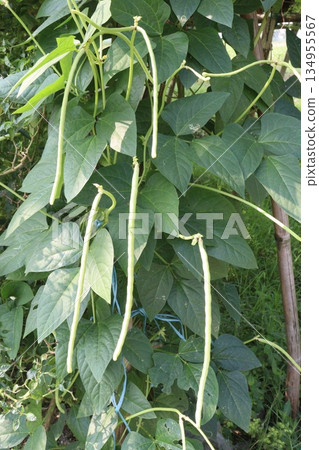 Yardlong bean plant on farm for harvest Yardlong bean plant on farm for harvest 134955567