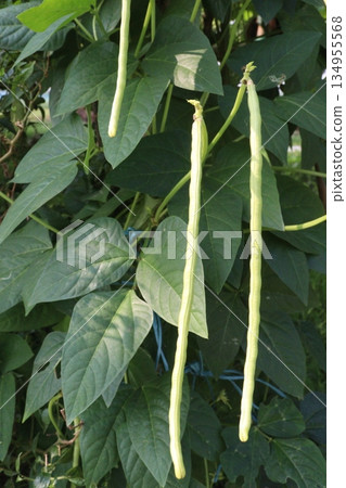 Yardlong bean plant on farm for harvest 134955568