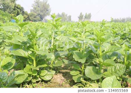 Malabar spinach on farm for harvesting 134955569